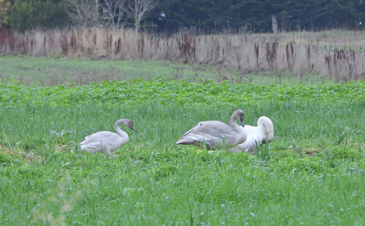 Гунгар хун - ML646333241