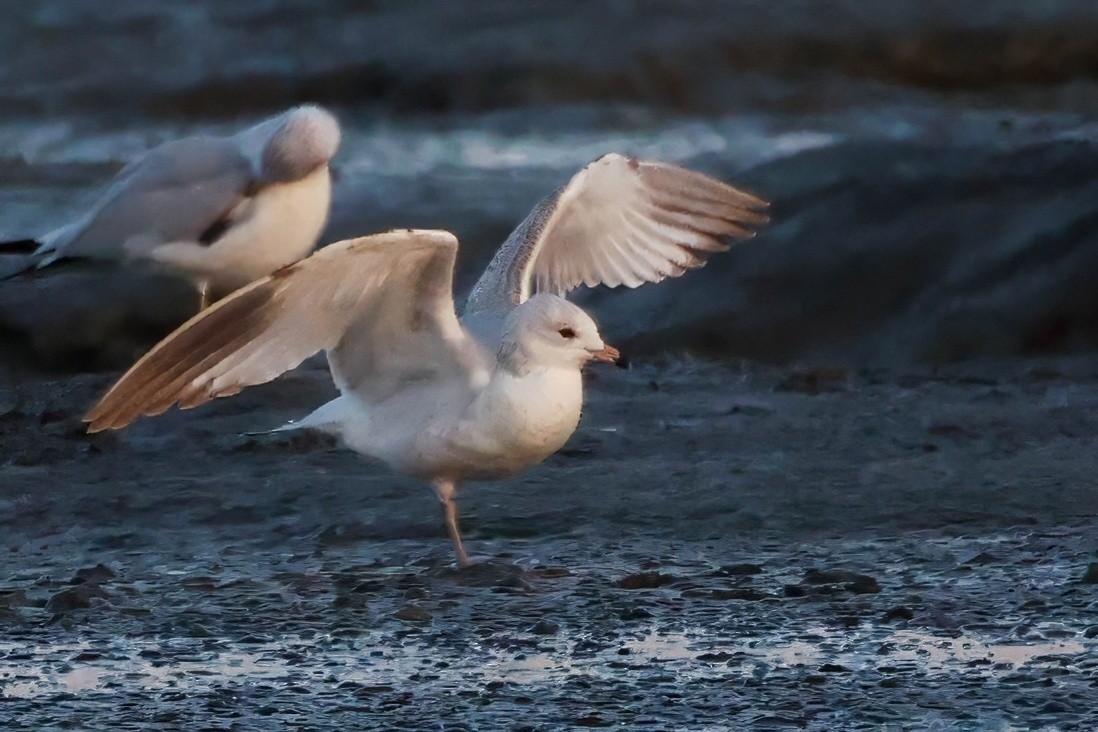 Short-billed Gull - ML646333242