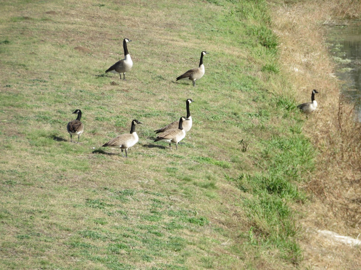 Canada Goose - ML646333243