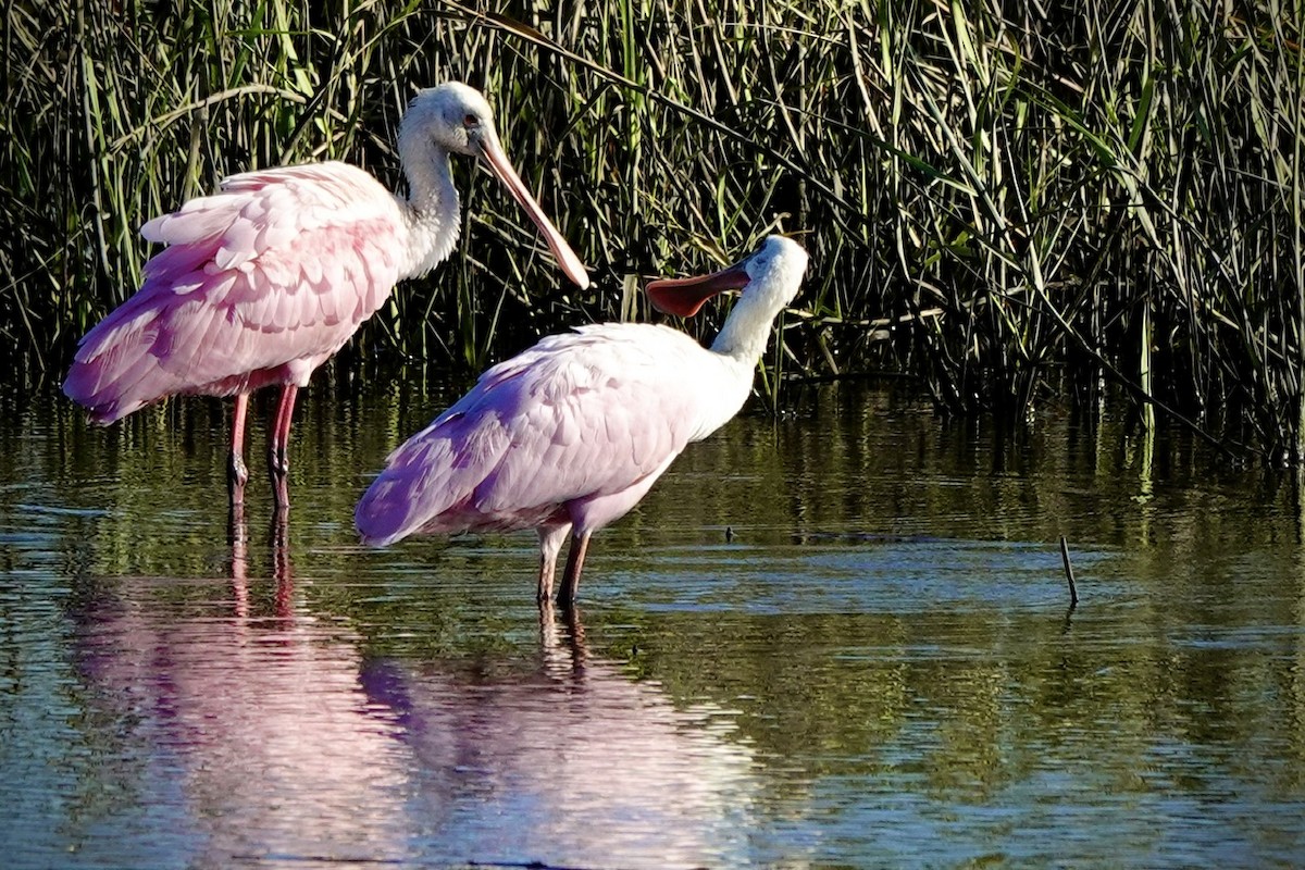 Roseate Spoonbill - ML646333244