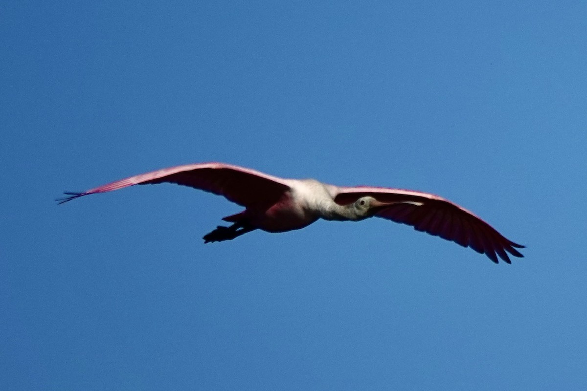 Roseate Spoonbill - ML646333245