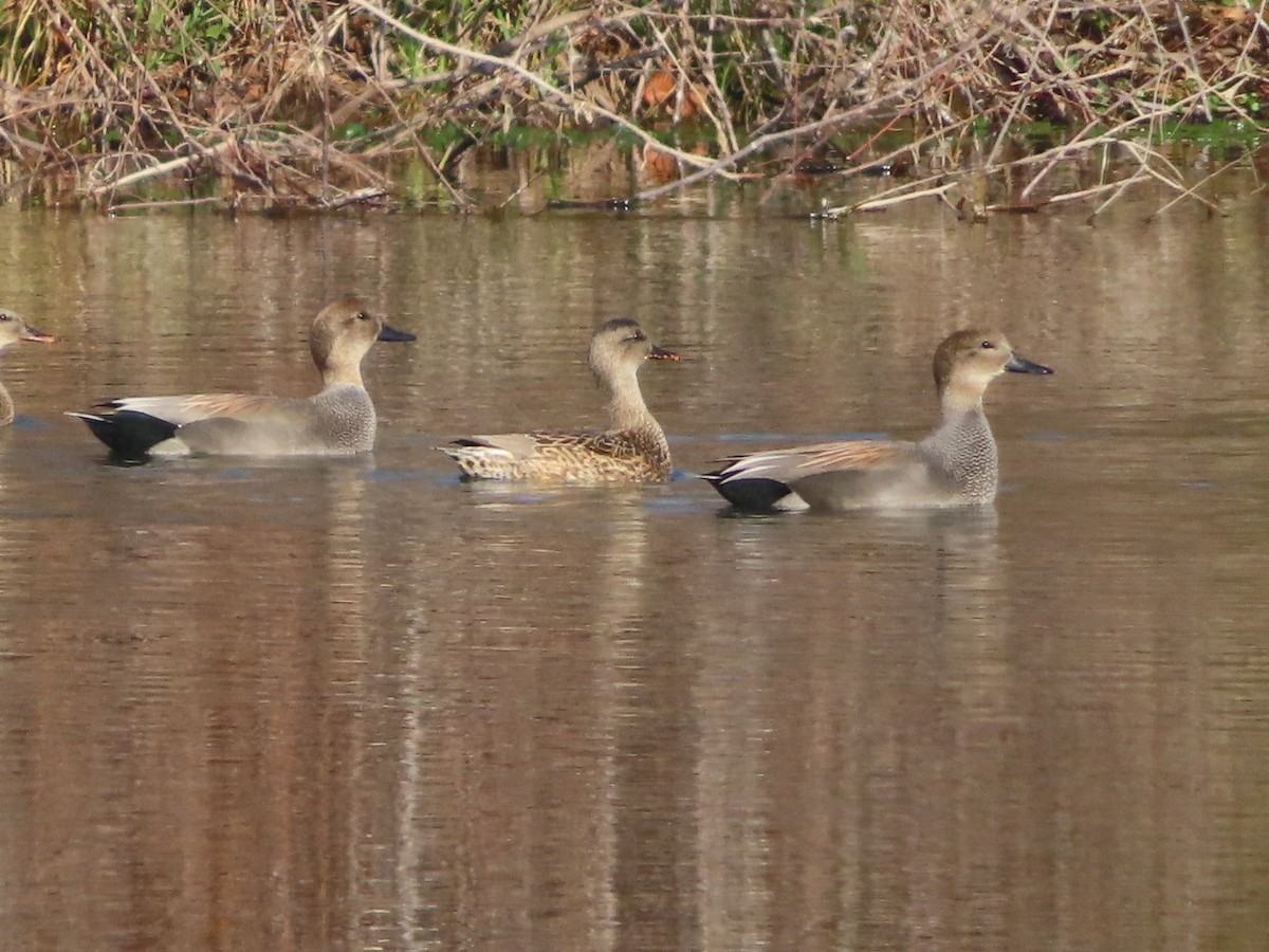 Gadwall - ML646333246
