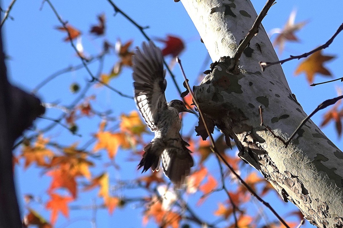 Red-headed Woodpecker - ML646333247