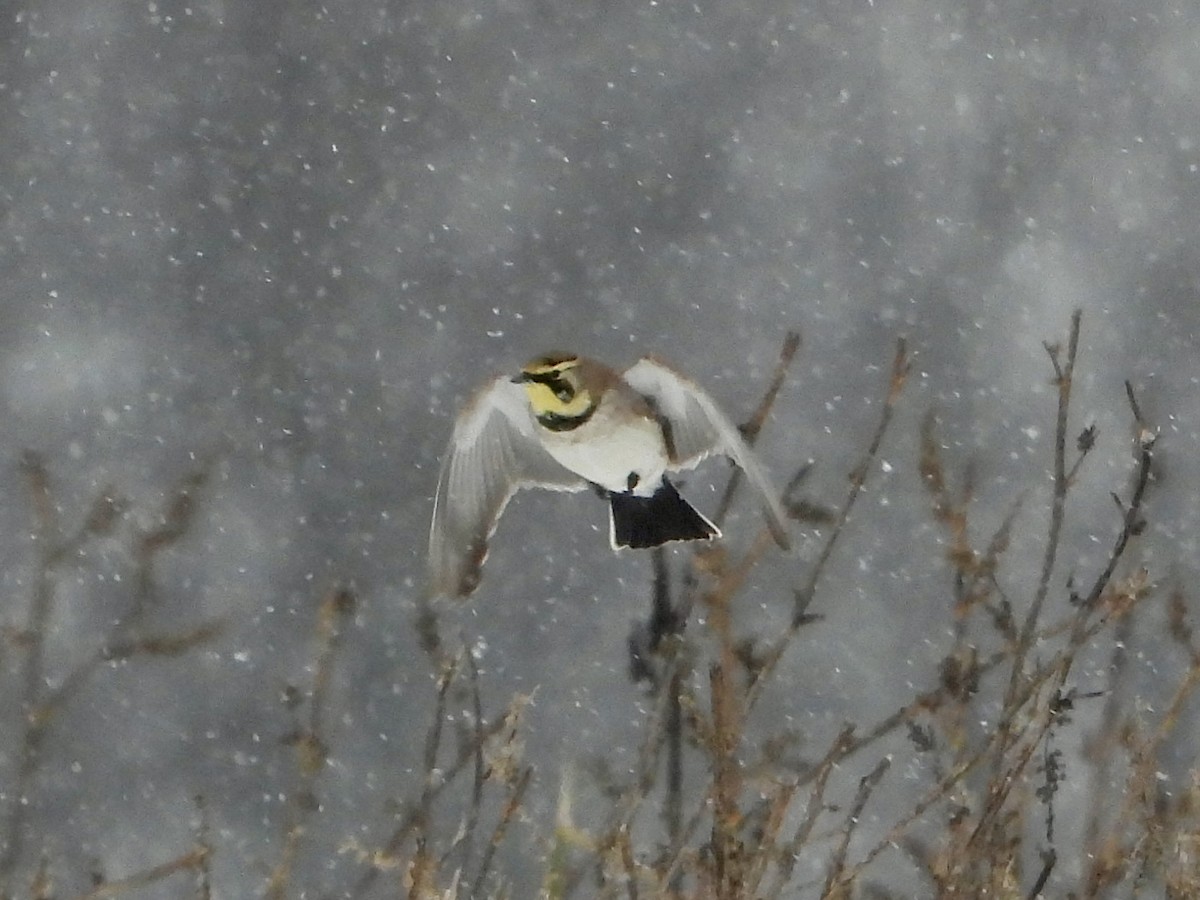 Horned Lark - ML646333249