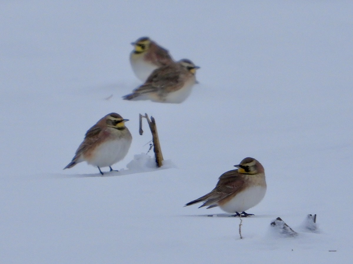Horned Lark - ML646333250