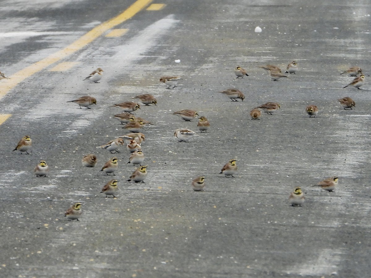 Horned Lark - ML646333252