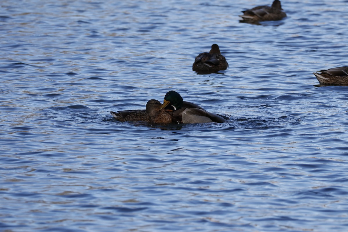 Mallard - ML646333253