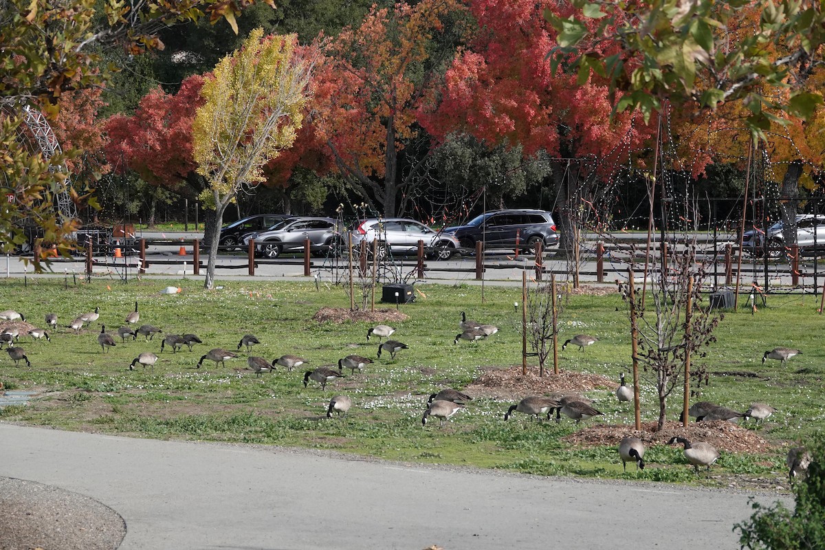 Canada Goose - ML646333254
