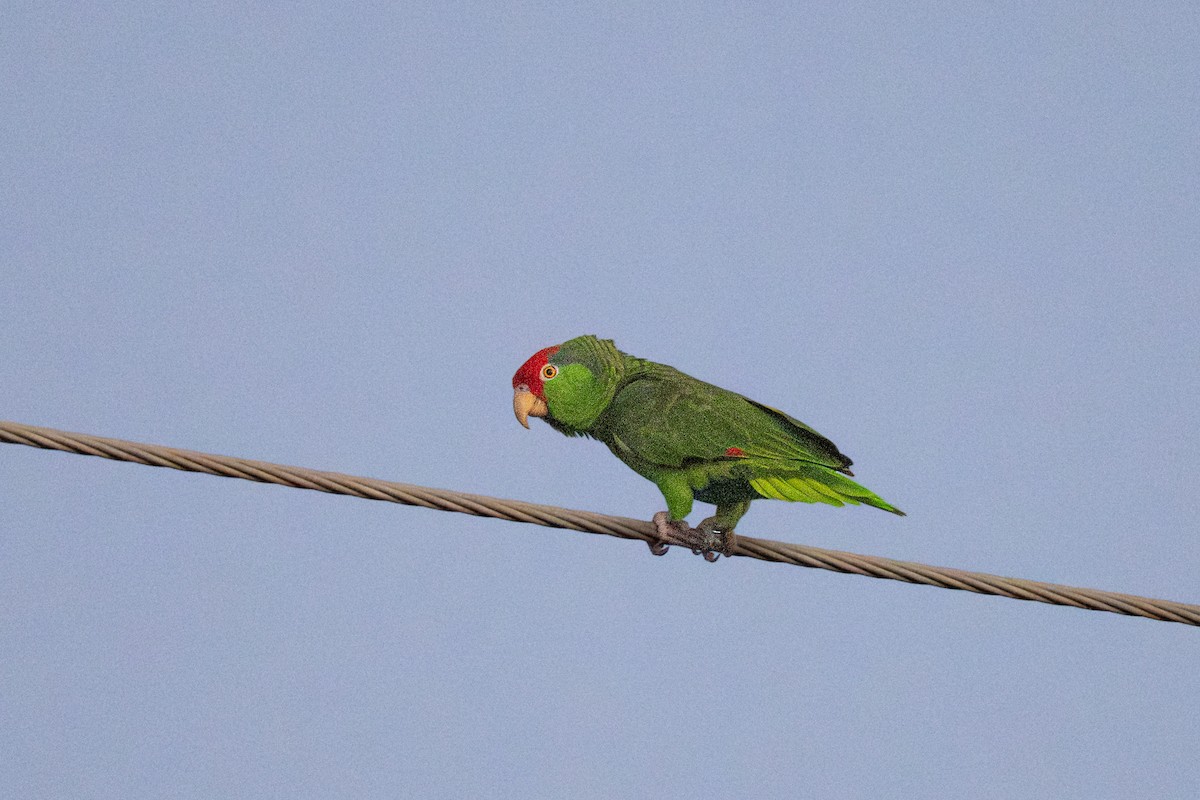 Red-crowned Amazon - ML646333259