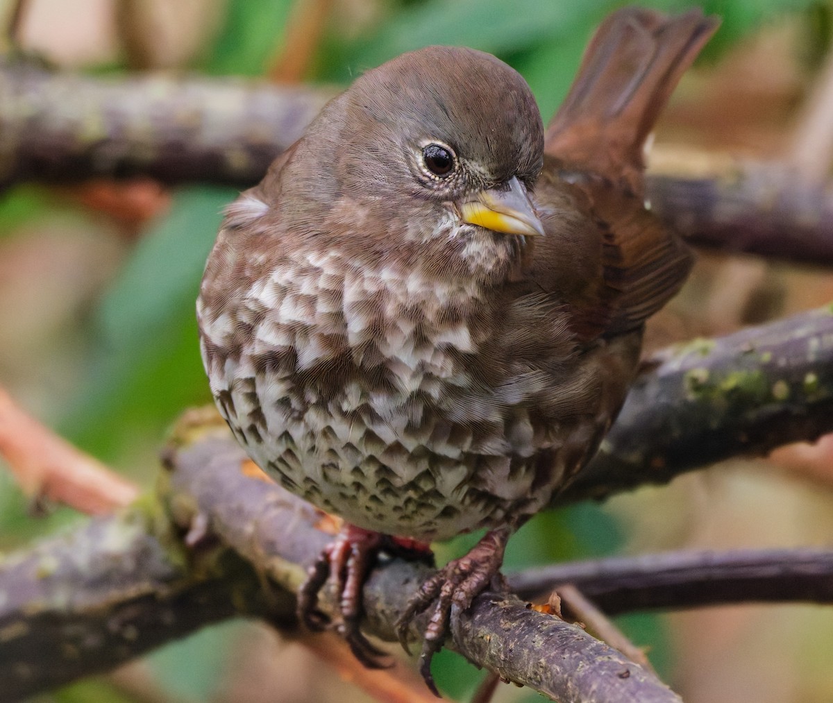 Fox Sparrow (Sooty) - ML646333262