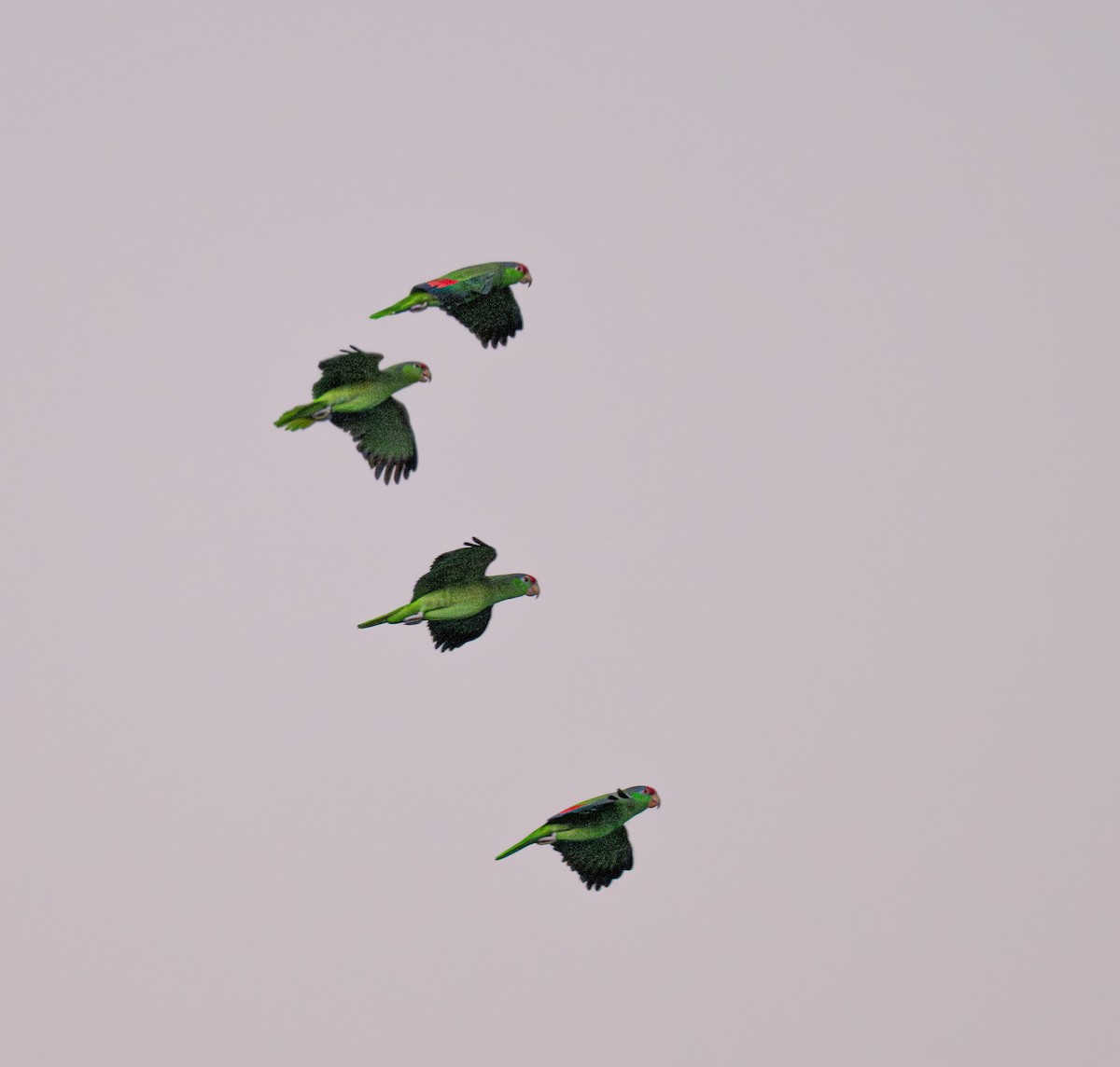 Red-crowned Amazon - ML646333265