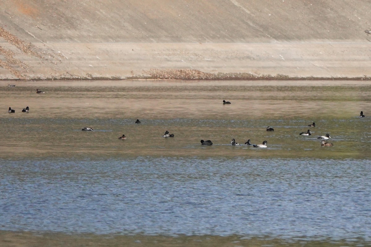 Ring-necked Duck - ML646333272