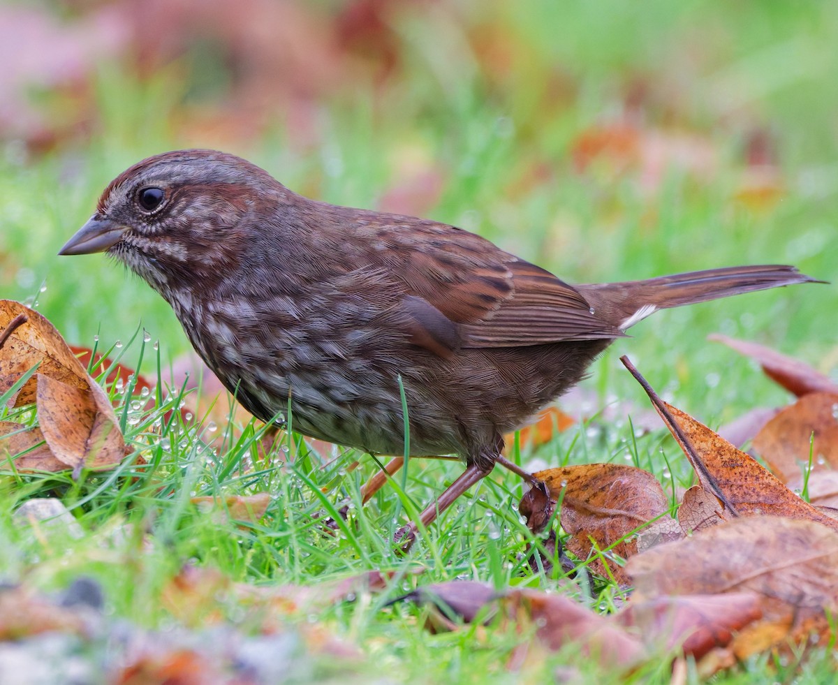 Song Sparrow - ML646333280