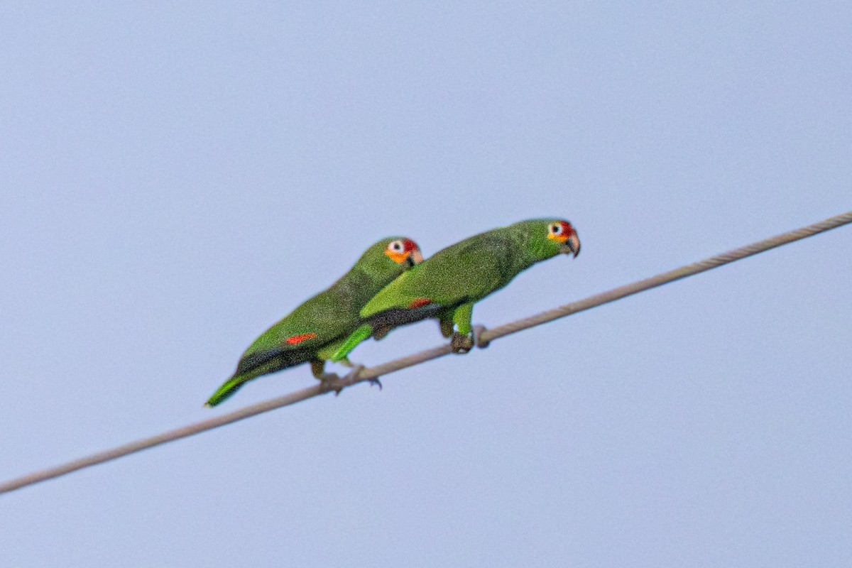 Red-lored Amazon - ML646333281