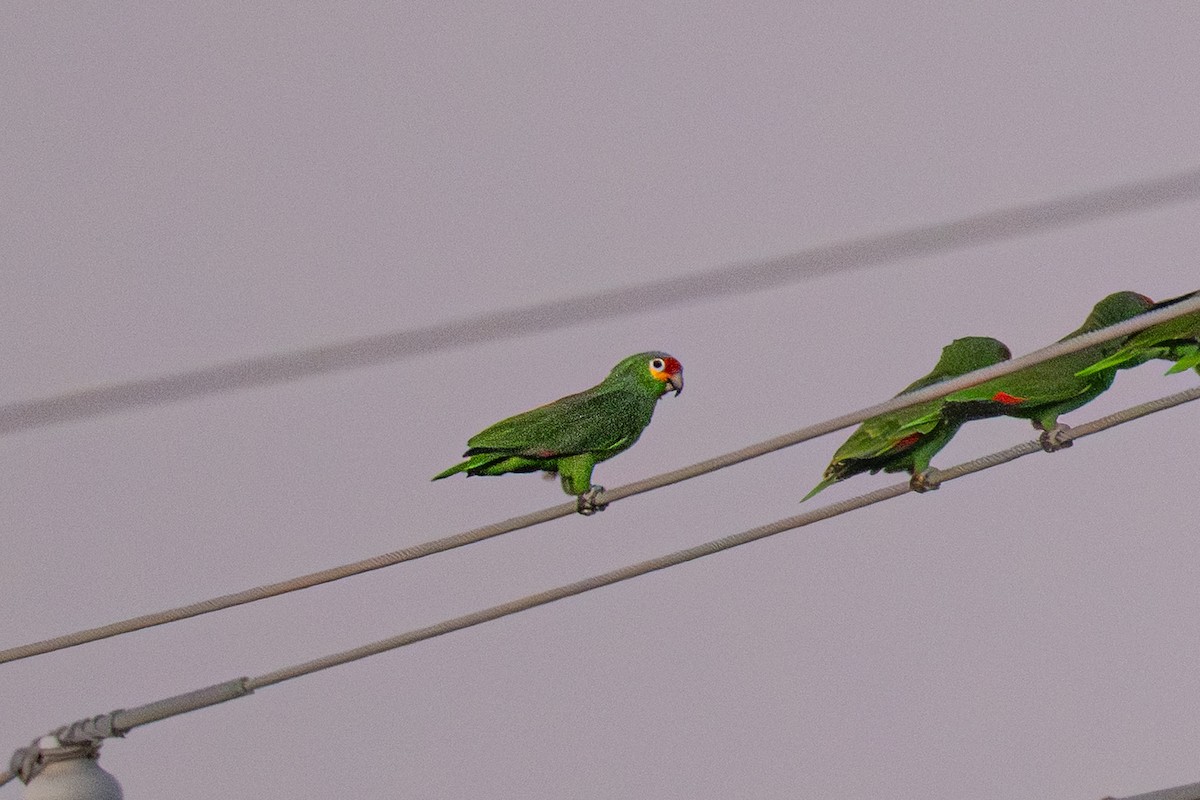 Red-lored Amazon - ML646333282