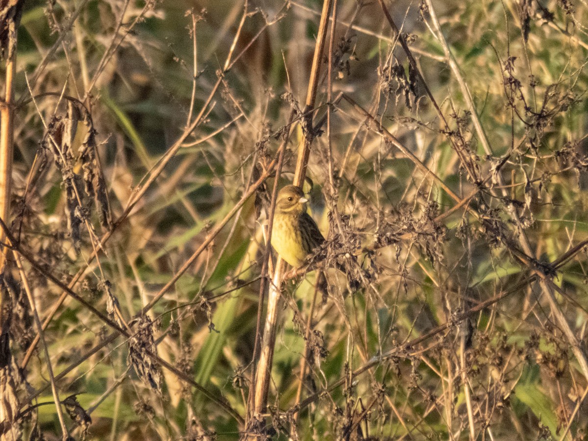 Masked Bunting - ML646333284