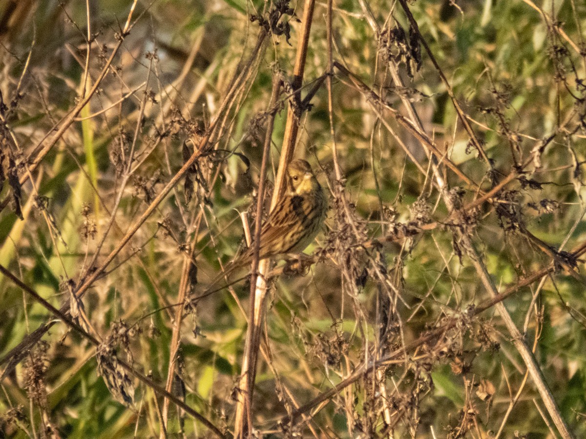 Masked Bunting - ML646333285
