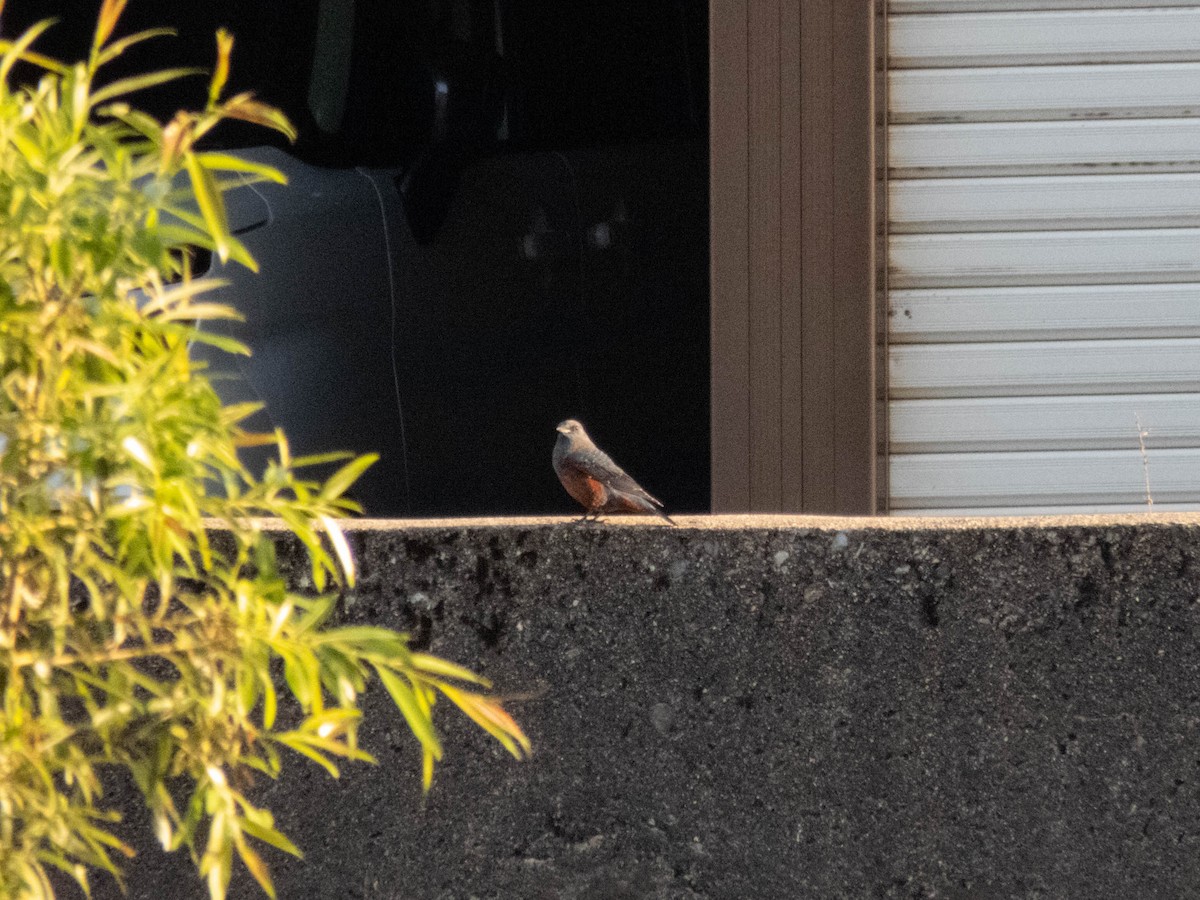 Blue Rock-Thrush (philippensis) - ML646333287