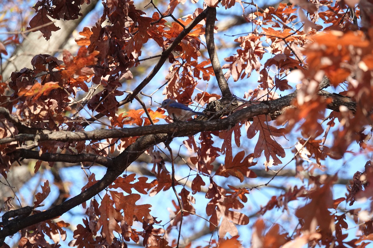 Eastern Bluebird - ML646333288
