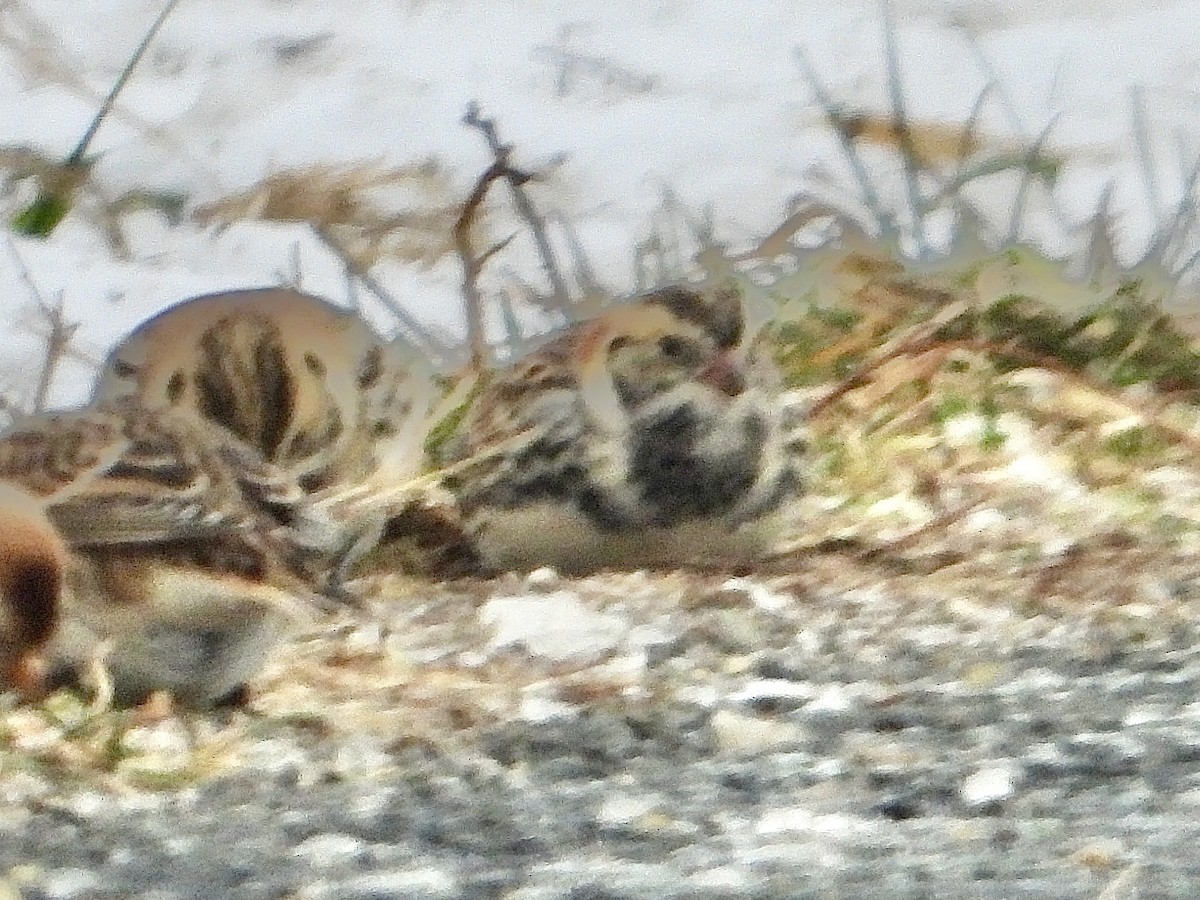 Lapland Longspur - ML646333290