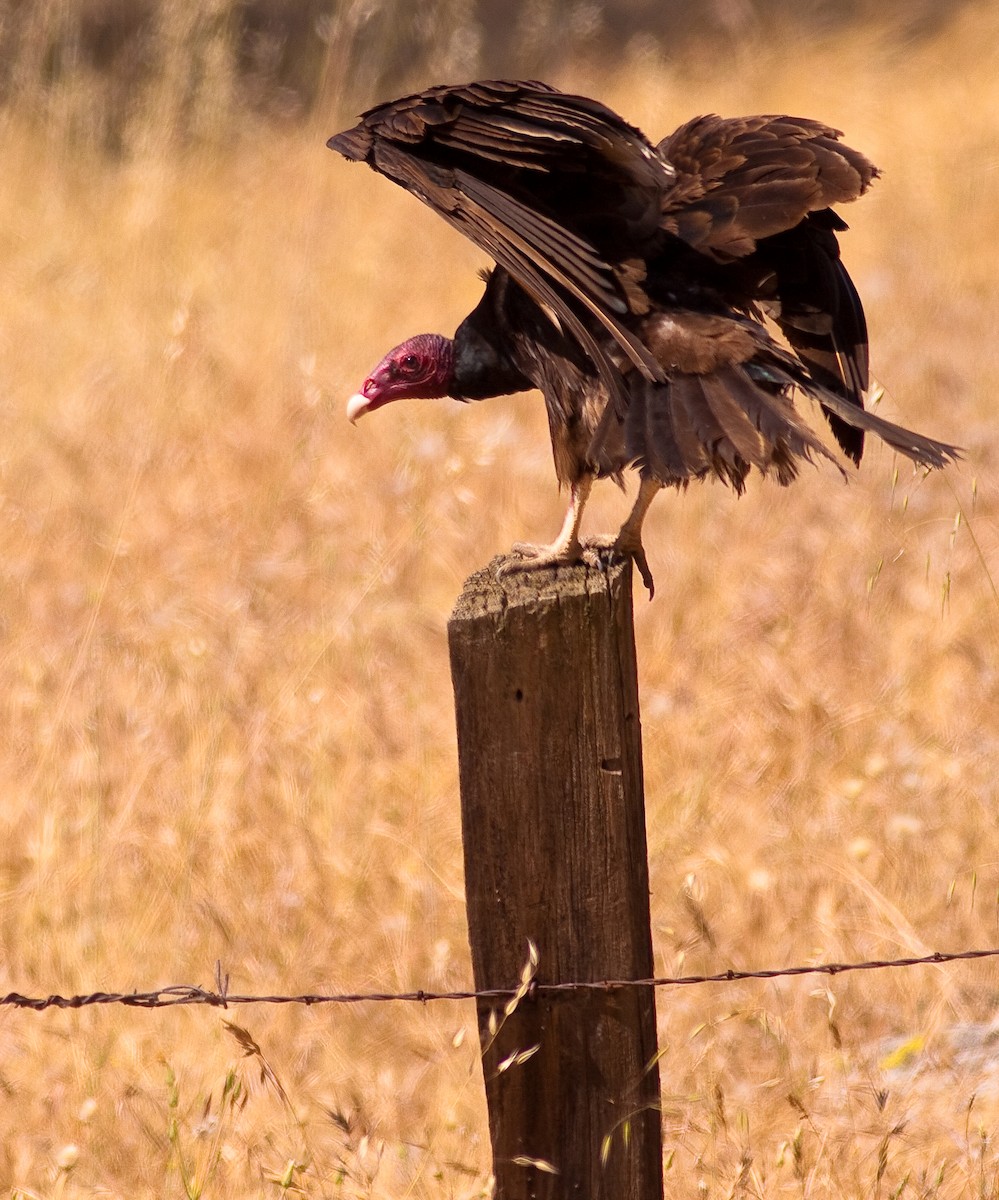 Turkey Vulture - ML646333292