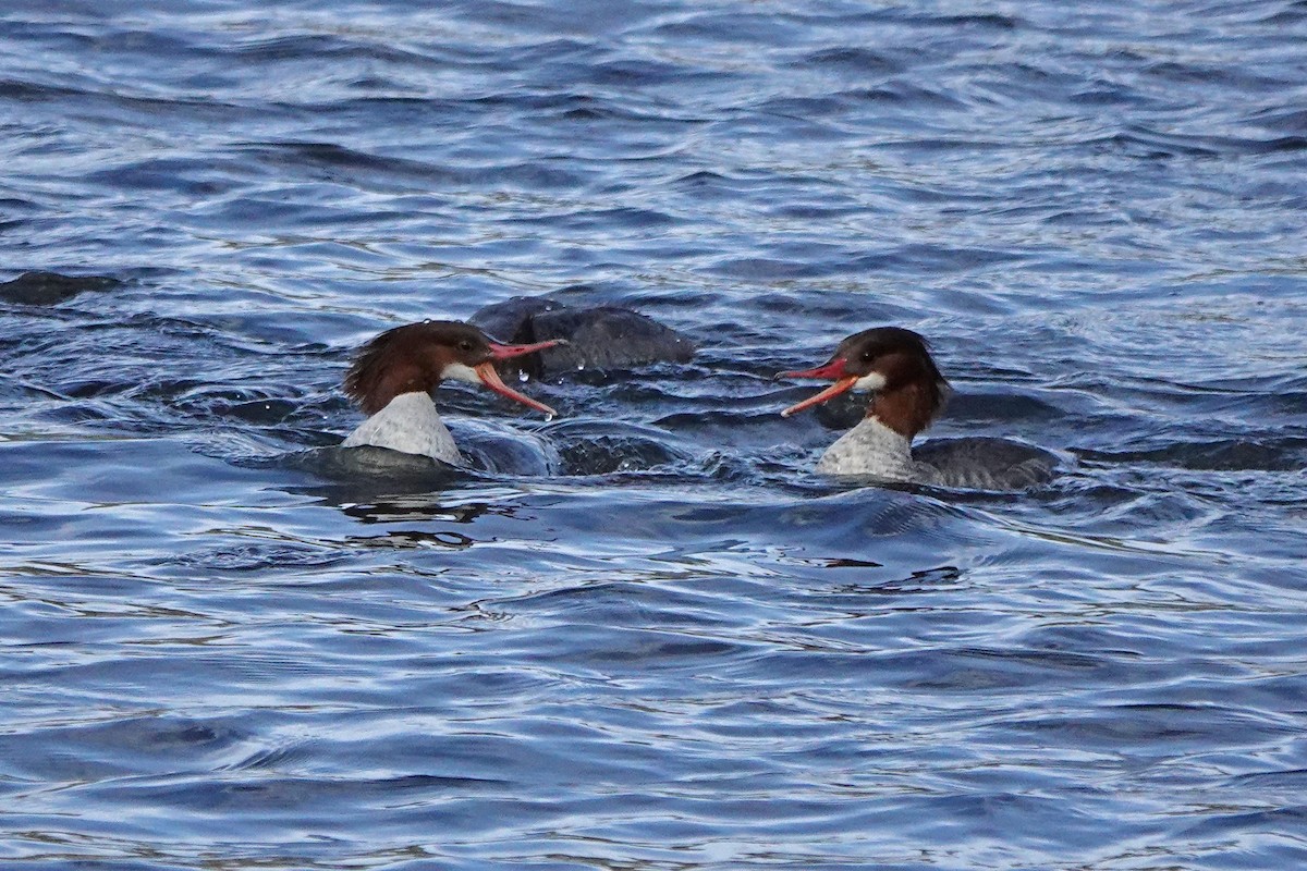 Common Merganser - ML646333293