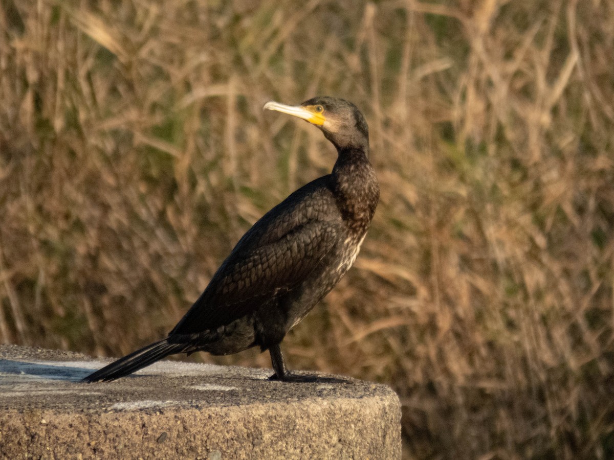 Great Cormorant - ML646333294