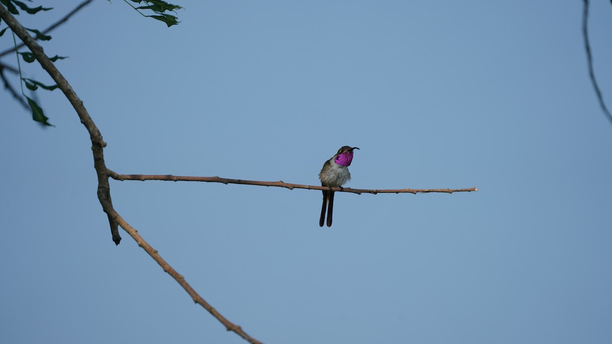 Mexican Sheartail - ML646333295