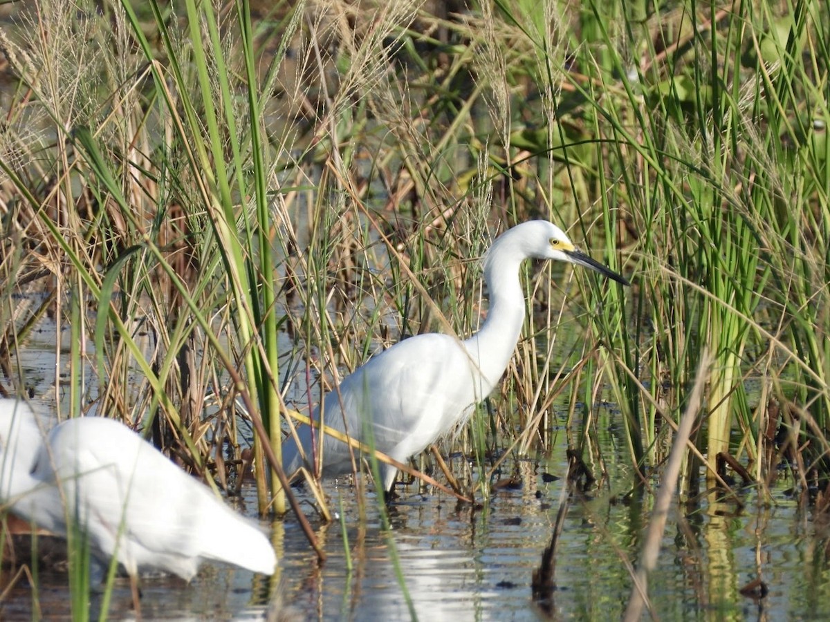 Snowy Egret - ML646333297