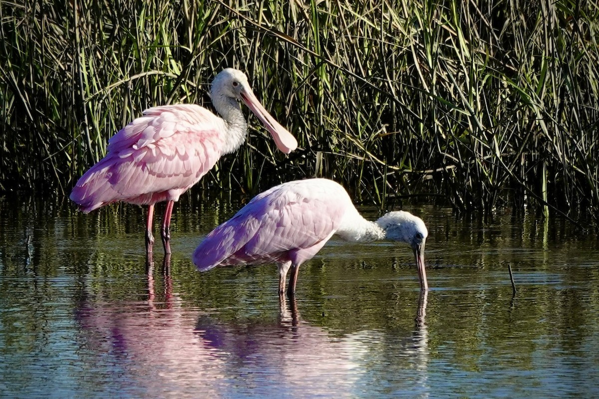 Roseate Spoonbill - ML646333298