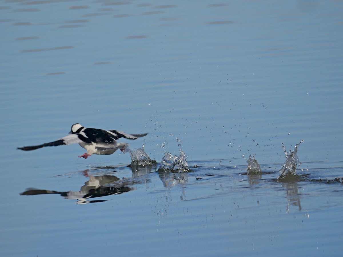 Bufflehead - ML646333299