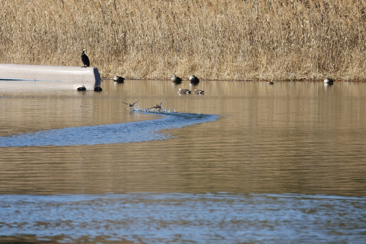 Little Grebe - ML646333308