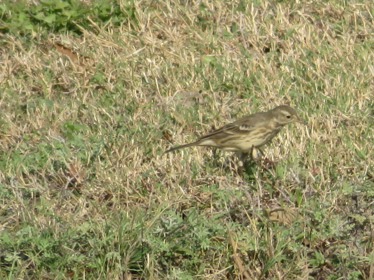 American Pipit - ML646333309