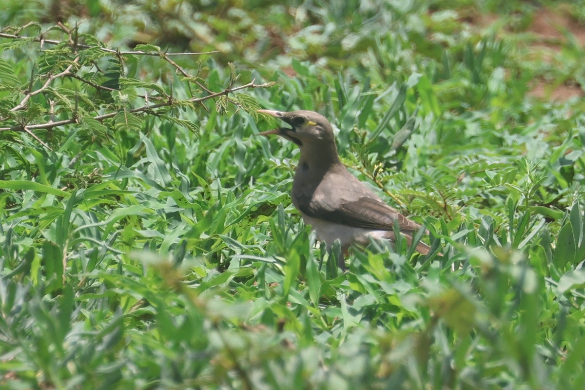 Бородатый скворец - ML646333310