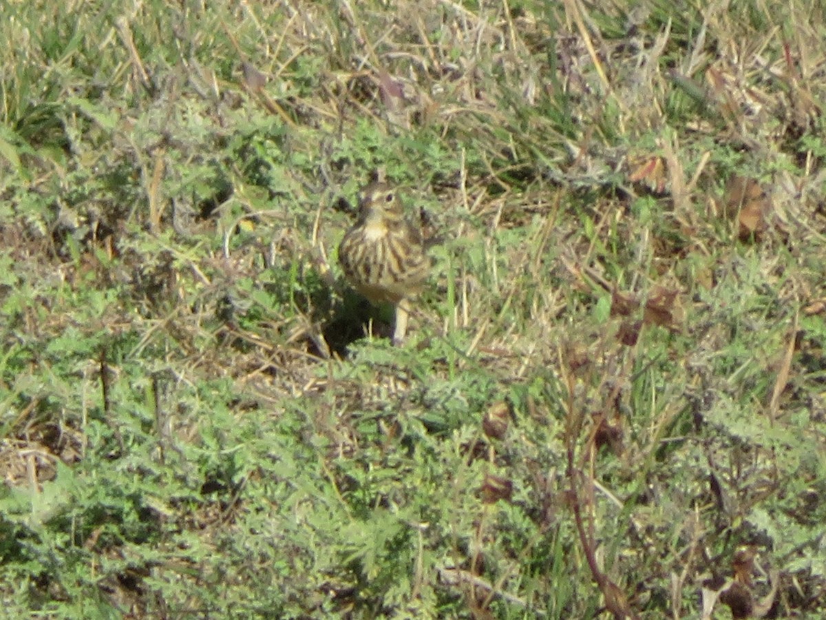 American Pipit - ML646333311