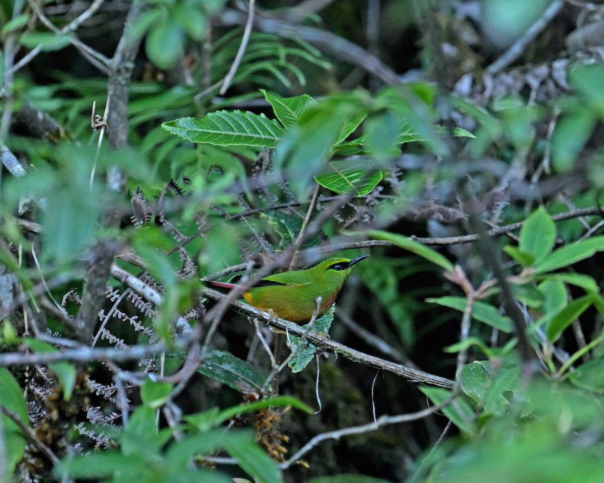 Fire-tailed Myzornis - ML646333312