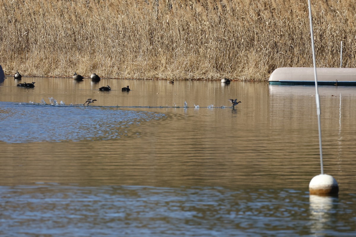 Little Grebe - ML646333316