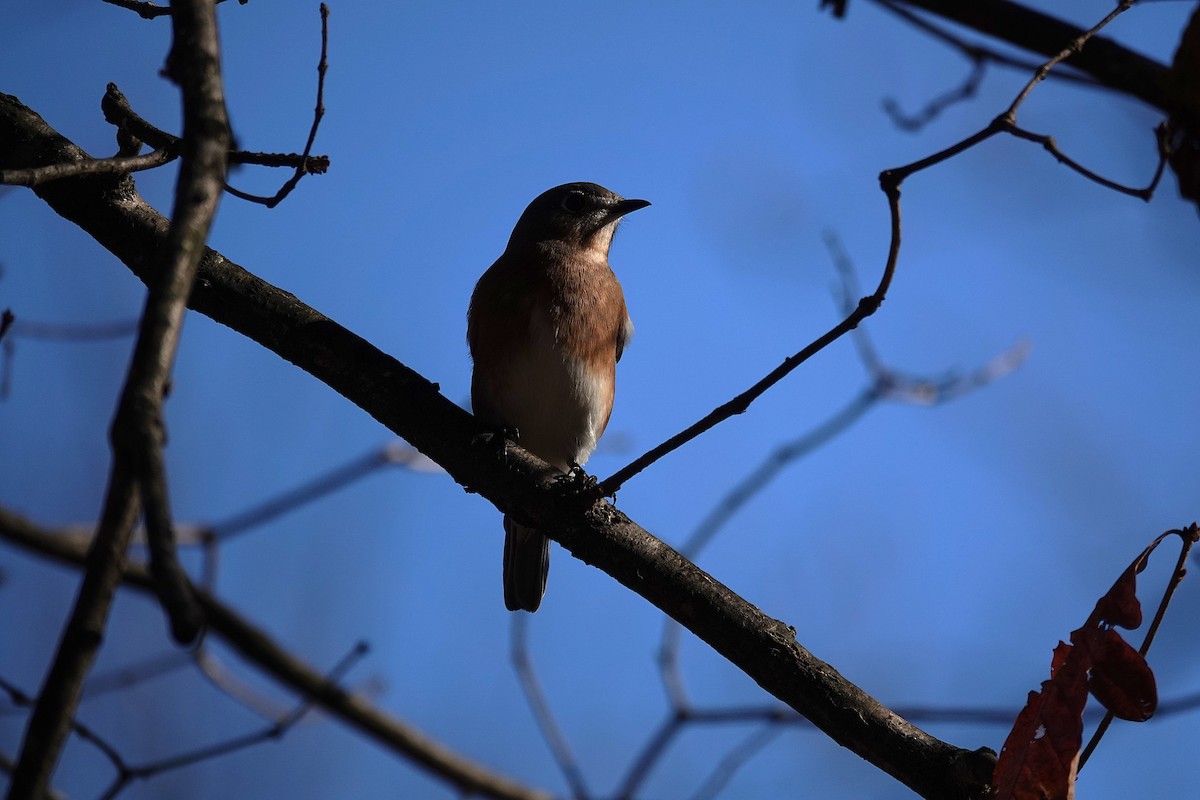 Eastern Bluebird - ML646333324