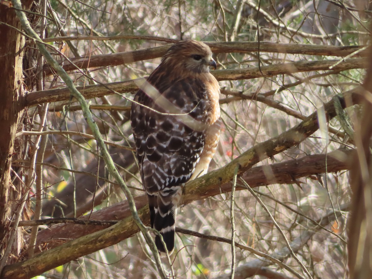 Red-shouldered Hawk - ML646333325