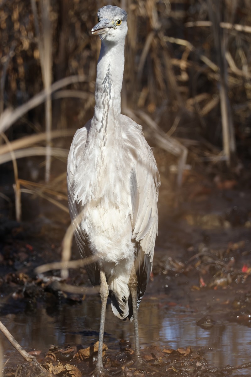 Gray Heron - ML646333339