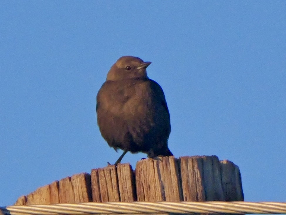 Brewer's Blackbird - ML646333343