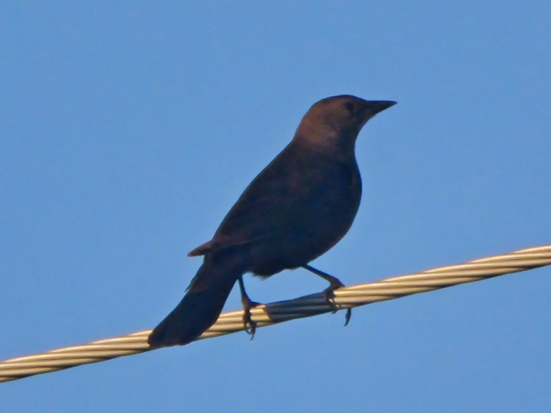 Brewer's Blackbird - ML646333344