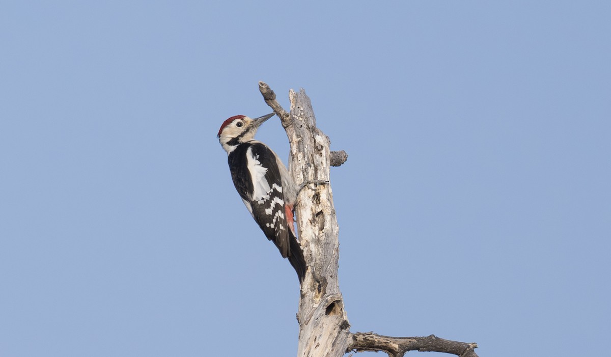 Sind Woodpecker - ML646333350