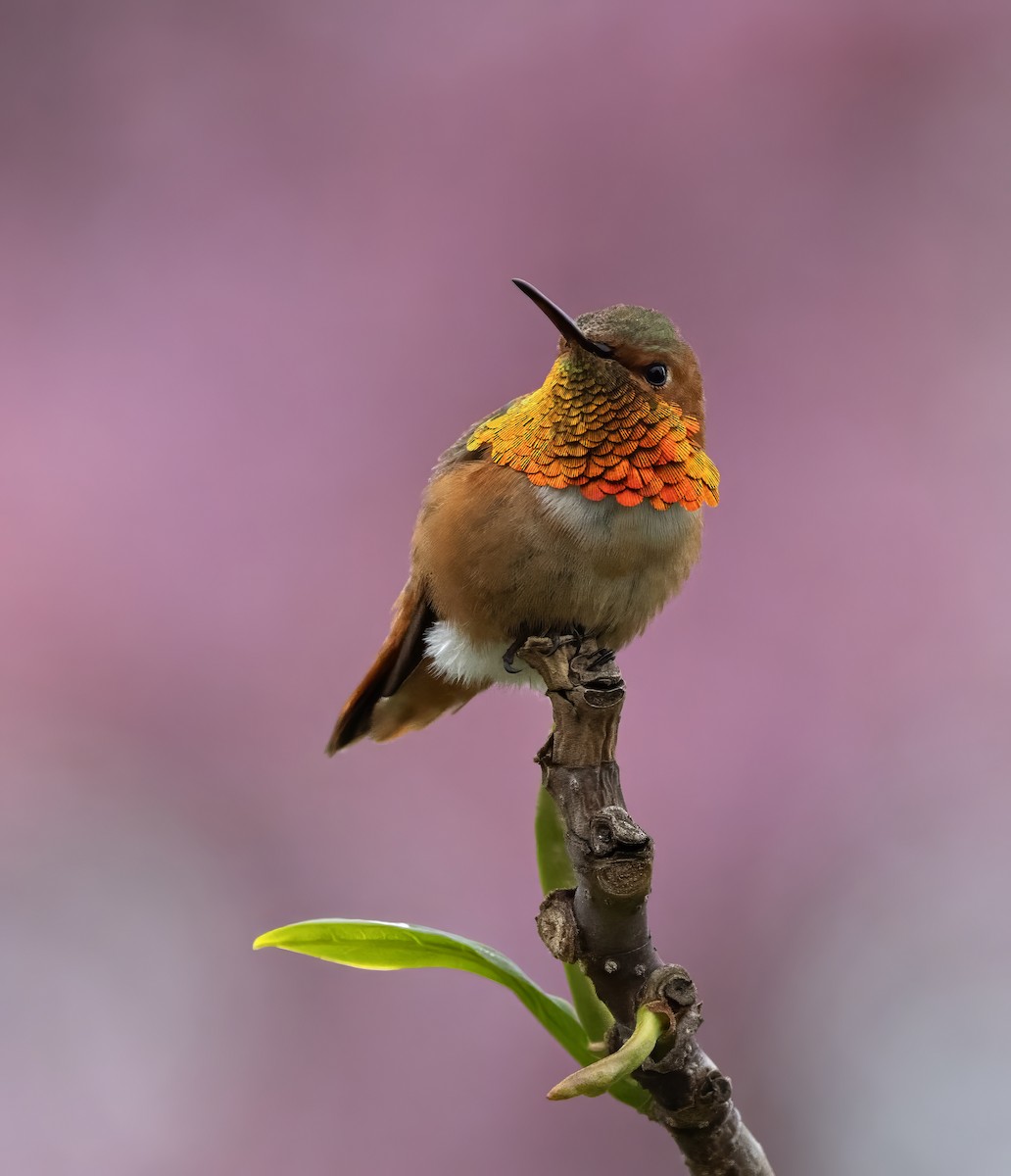 kalypta Allenova - ML646333351