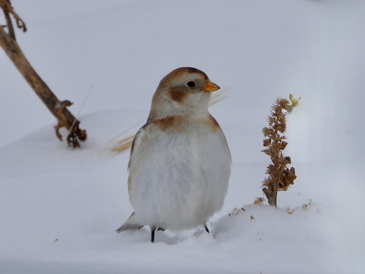 Snow Bunting - ML646333353