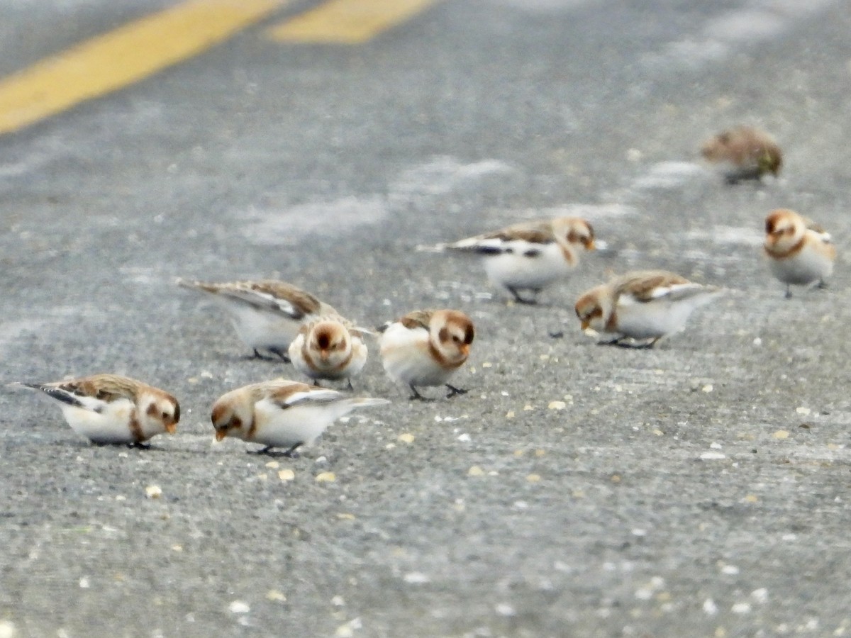 Snow Bunting - ML646333354