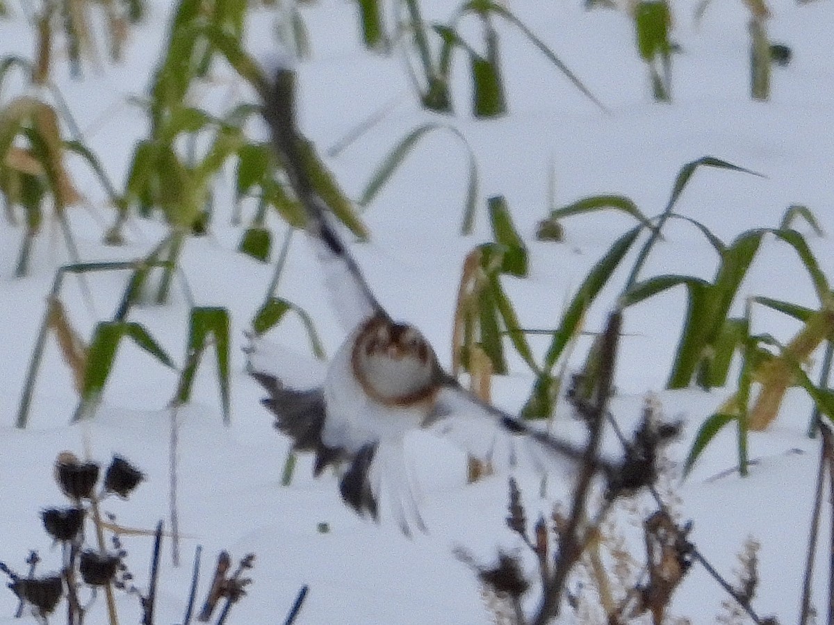 Snow Bunting - ML646333355