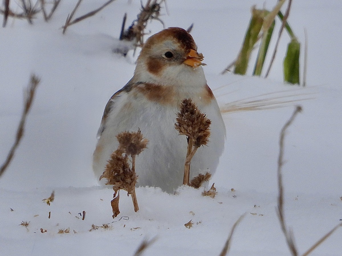 Snow Bunting - ML646333356