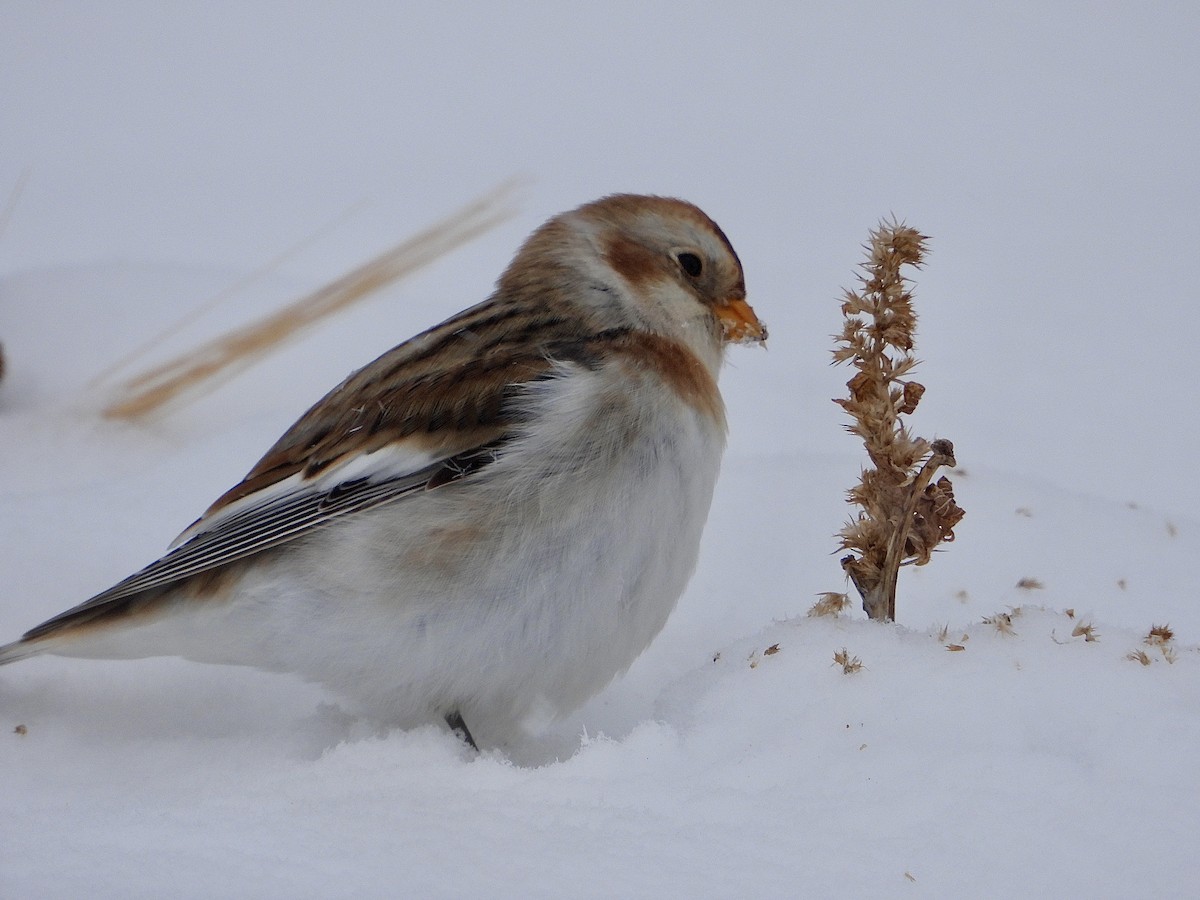Snow Bunting - ML646333358