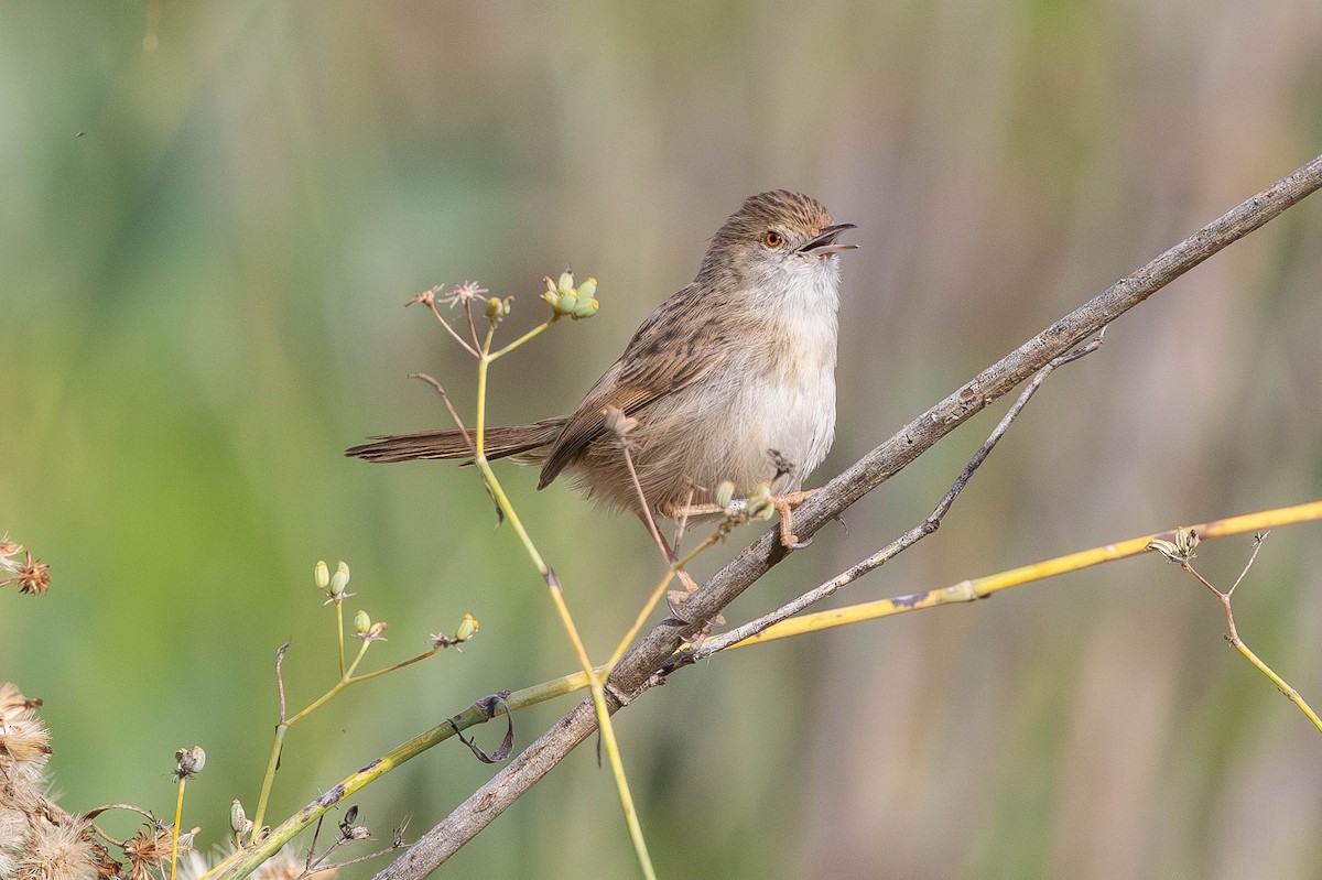 Принія афро-азійська - ML646333359